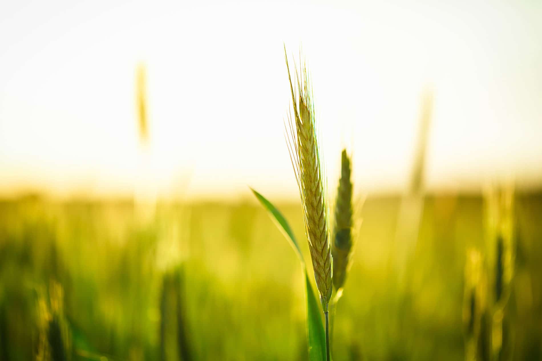 Agrarjobs-karrero Karrero - Das Jobportal von top agrar - Jobs für die Landwirtschaft und Agribusiness