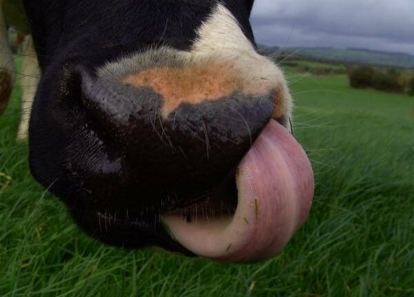 Download Zuende oder zu ende Free