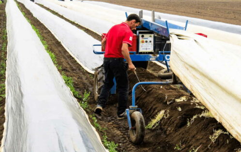 Erntehelfer und Saisonarbeitrskräfte - kurzfristige Beschäftigung oder Minijob - Prüfung der Berufsmäßigkeit
