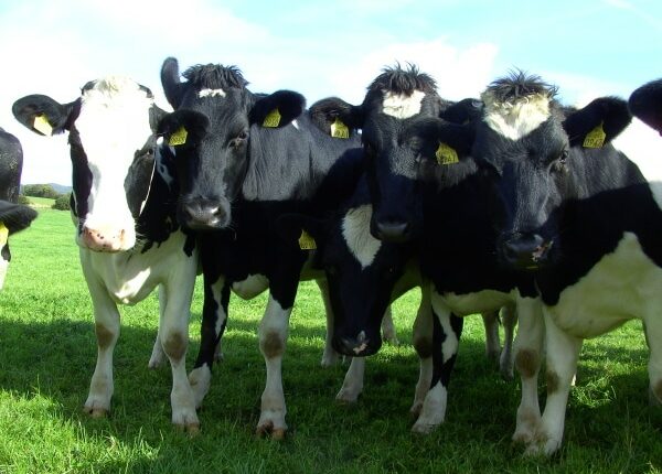 Kühe auf der irländischen Weide - Auslandstagebuch Agrarwissenschaften - Irland