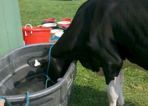 Paris Fair Holsteinshow - Auslandstagebuch Agrarwissenschaften - Kanada