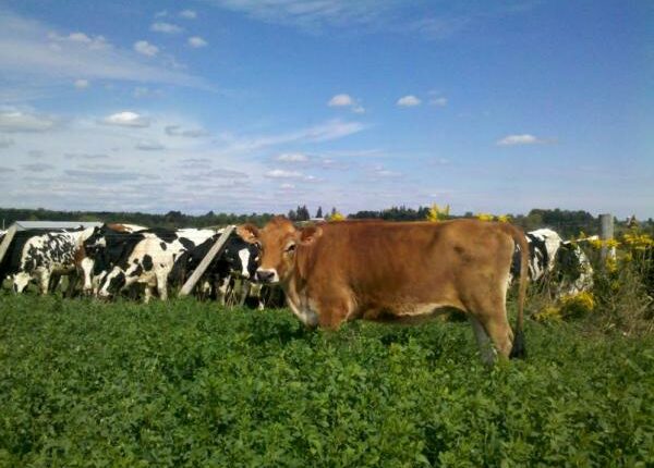 Kanadische Milchfarm - Auslandstagebuch Agrarwissenschaften - Kanada