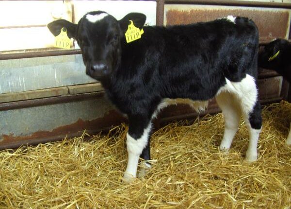 Start der Abkalbesaison - Auslandstagebuch Agrarwissenschaften - Irland