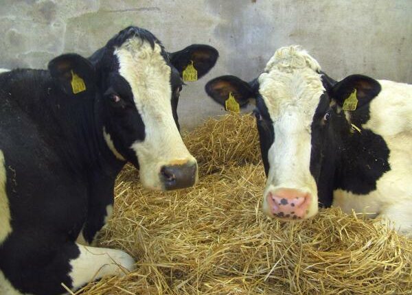 Abkalbesaison - Auslandstagebuch Agrarwissenschaften - Irland