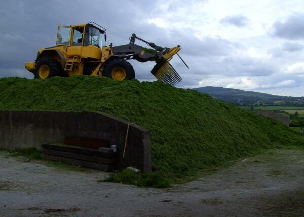 Einsilieren - Auslandstagebuch Agrarwissenschaften - Irland