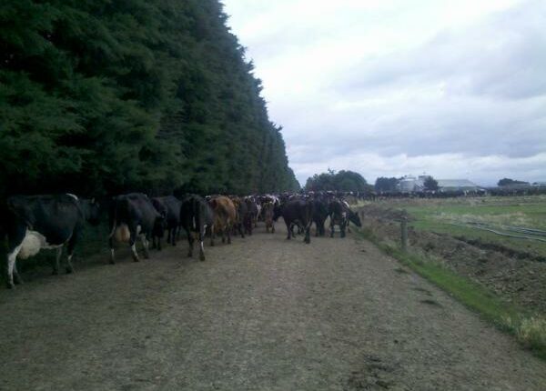 100 Kühe - Auslandandstagebuch Agrarwissenschaften - Neuseeland