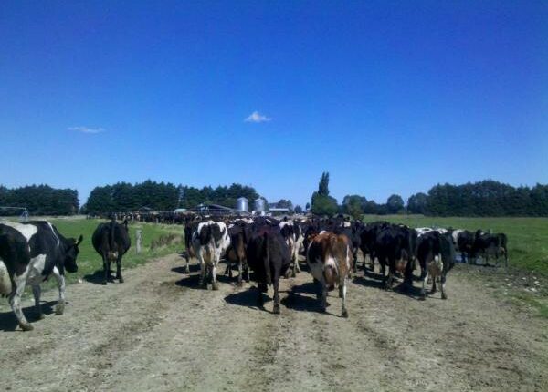 Auslandspraktikum Kühe - Auslandandstagebuch Agrarwissenschaften - Neuseeland