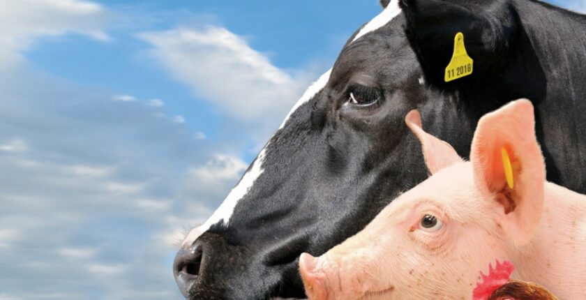 Eierlegendewollmilchsau