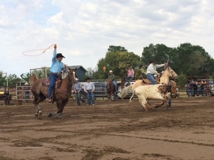 Kälberfangen mit dem Lasso - Auslandstagebuch Agrarwissenschaften - Kanada