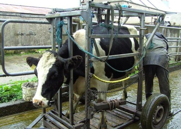 Kuh in einem mobilen Klauenpflegestand