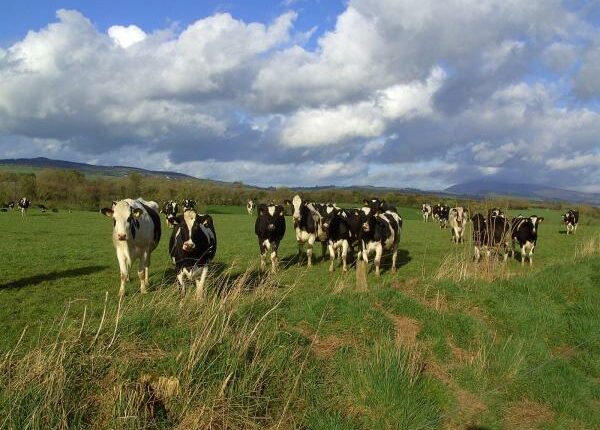 Guter Start in die Weidesaison