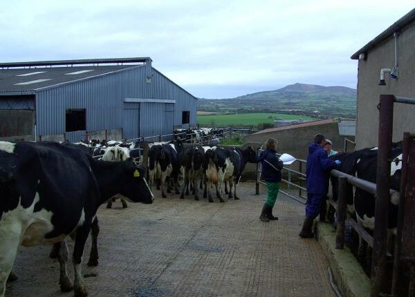 Kühe im Vorwartehof