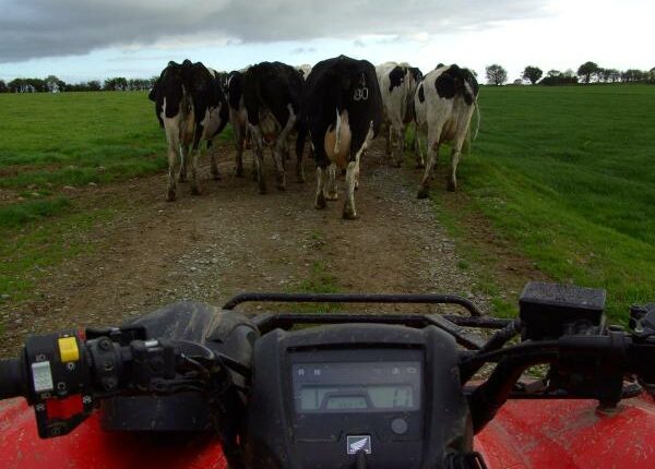 Kühe treiben mit dem Quad