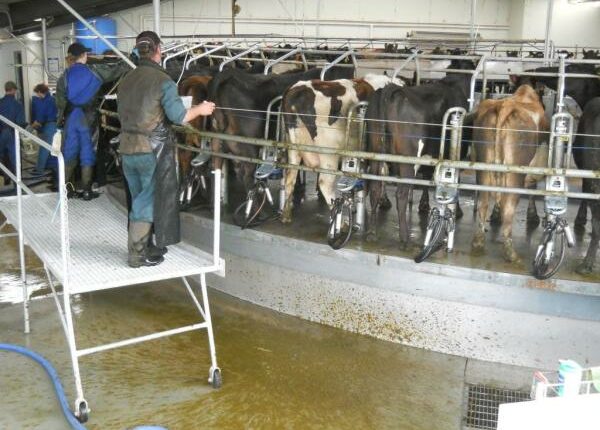 Das Melkkarussell- Auslandandstagebuch Agrarwissenschaften - Neuseeland