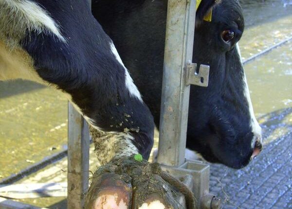 Klauenpflege und Entwurmen der Färsen