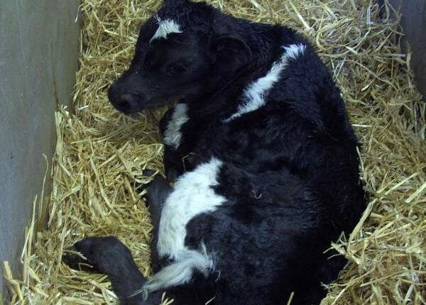 Abkalbesaison - Auslandstagebuch Agrarwissenschaften - Irland