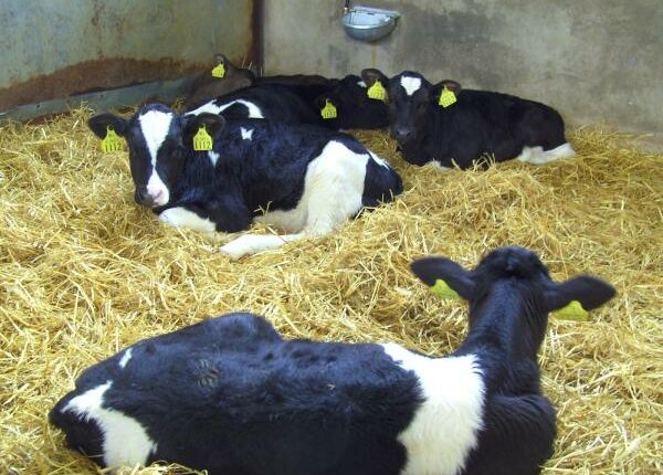 Kälberhaus - Auslandstagebuch Agrarwissenschaften - Irland