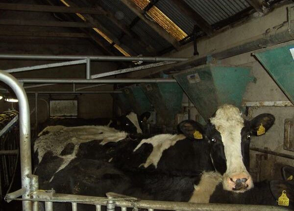 Trockenstellen - Auslandstagebuch Agrarwissenschaften - Irland