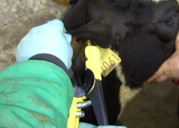 BVD-Beprobung, Rind Untersuchung