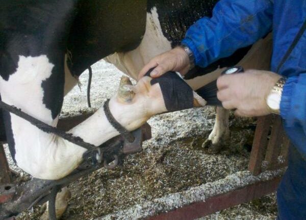 Klauenpflege - Auslandstagebuch Agrarwissenschaften - Kanada