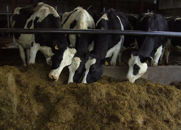 Winterzeit bedeutet Stallarbeit