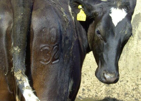 Kaltbrand und Verabreichung des Mineral-Bolus