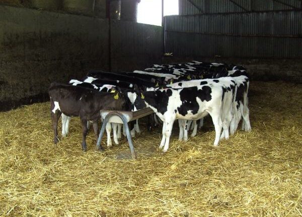 Die Stallhaltung in Irland ist eher eine Notmaßnahme im Winter. Die Tiere sollen so schnell wie möglich wieder raus. - Auslandstagebuch Agrarwissenschaften - Irland