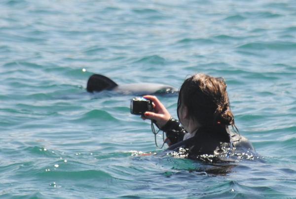 Schwimmen mit Delfinen