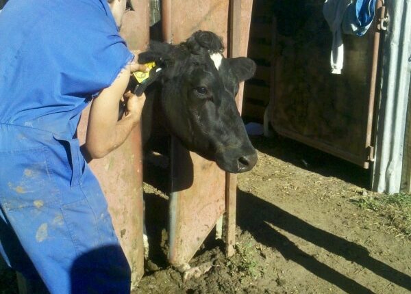 Ohrmarken einziehen - Auslandandstagebuch Agrarwissenschaften - Neuseeland