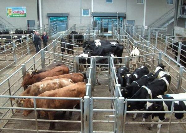 Viehmarkt - Auslandstagebuch Agrarwissenschaften - Irland