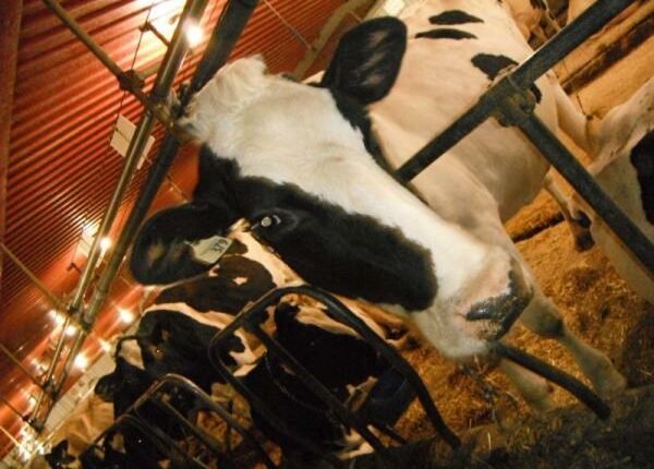 Kanadische Milchfarm