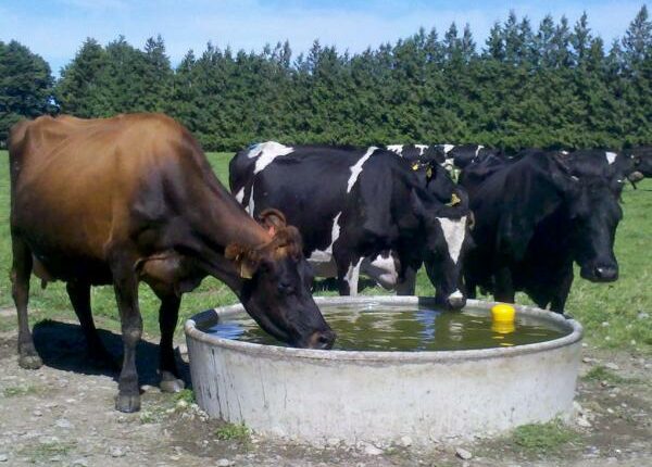 Weidesystem und Herdenmanagement in Neuseeland