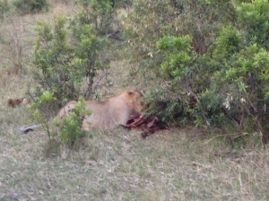 Löwe - Auslandstagebuch Agrarwissenschaften - Afrika