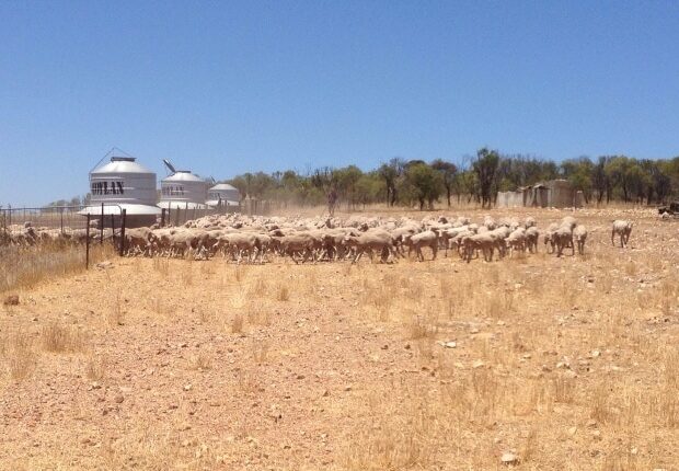 2500 ha Ackerbau - Auslandstagebuch Agrarwissenschaften - Australien