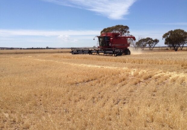 Ernte - Auslandstagebuch Agrarwissenschaften - Australien