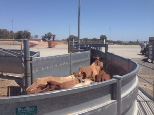 Rinder - Auslandstagebuch Agrarwissenschaften - Australien