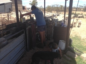 Schafe wiegen - Auslandstagebuch Agrarwissenschaften - Australien