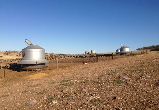 Schafe - Auslandstagebuch Agrarwissenschaften - Australien