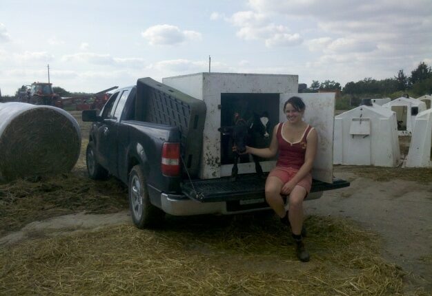 Calf Truck - Auslandstagebuch Agrarwissenschaften - Kanada