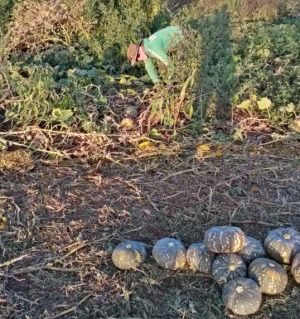 Kürbisernte in Australien