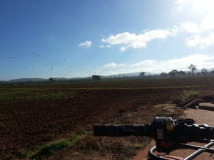 Vogelplage auf den australischen Feldern