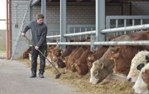 Landwirt Rinderhaltung