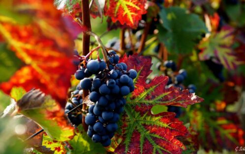 Grüne Jobs - Winzer Grüne Berufe