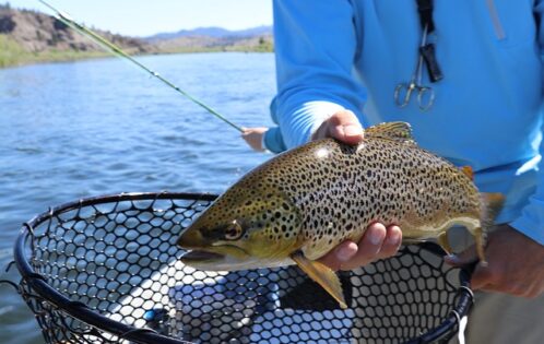 Grüne Jobs - Fischwirt - grüne Berufe