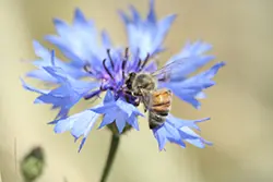 Grüne Berufe Tierwirt Imker