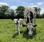 Landwirt / Agrarbetriebswirt (m/w/d) für modernen Bio-Milchviehbetrieb