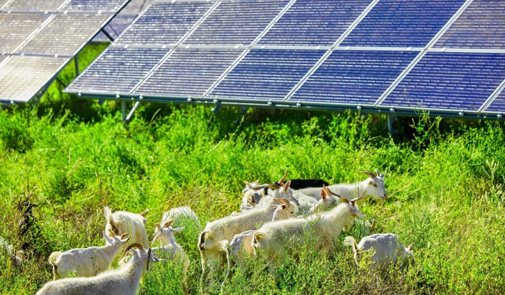 Jobs mit Zukunft: Erneuerbare Energien in der Landwirtschaft auf dem Vormarsch-Grüne Jobs