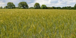 Landwirtschaft studieren: Agrar-Studiengänge im Überblick