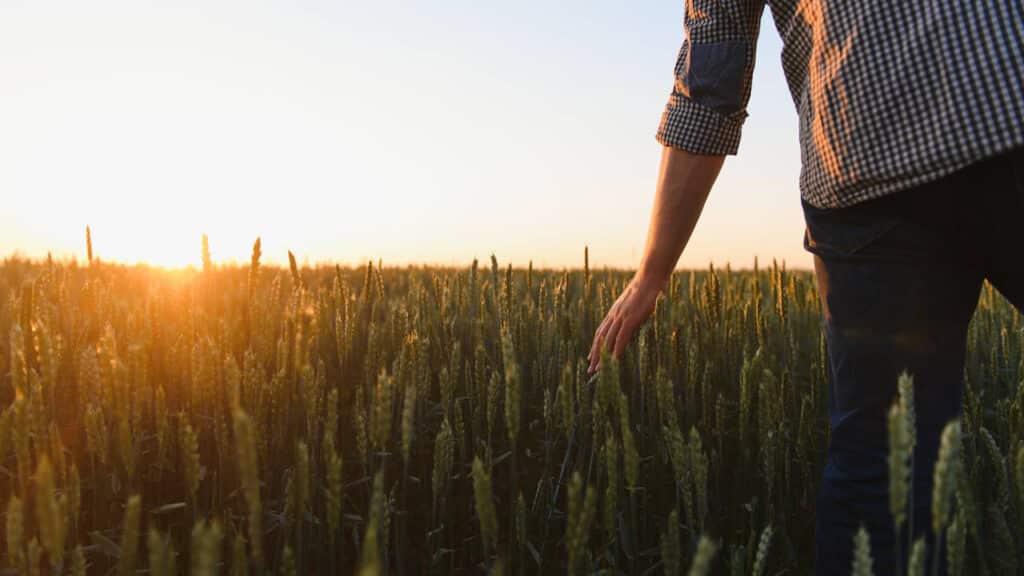 Pflanzenwissenschaften Studium-Agrarstudium & Hochschulen