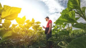 Landwirt steht im Sonnenblumenfeld